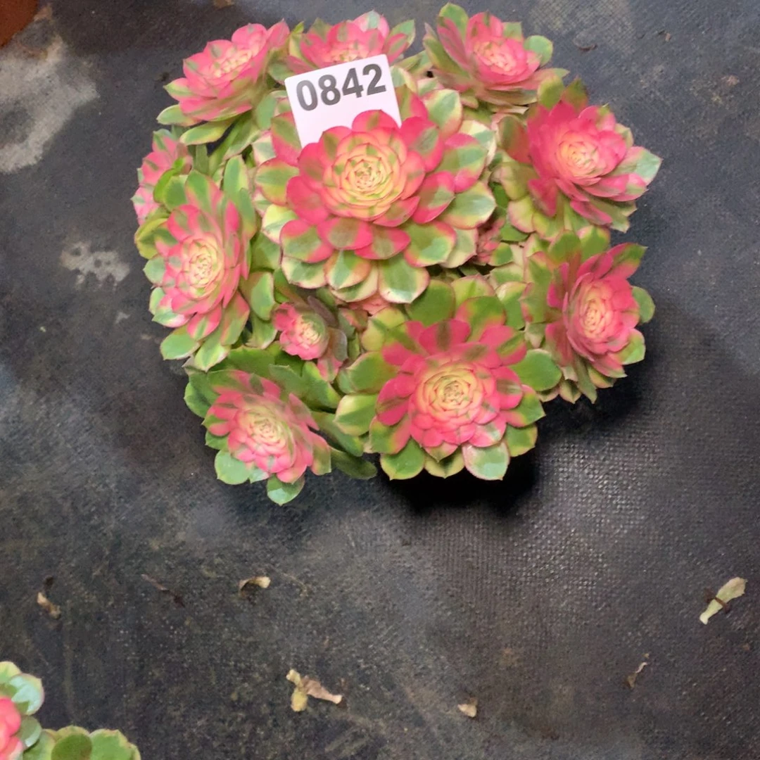 璟***儿荔枝842法师有断支多肉植物980000