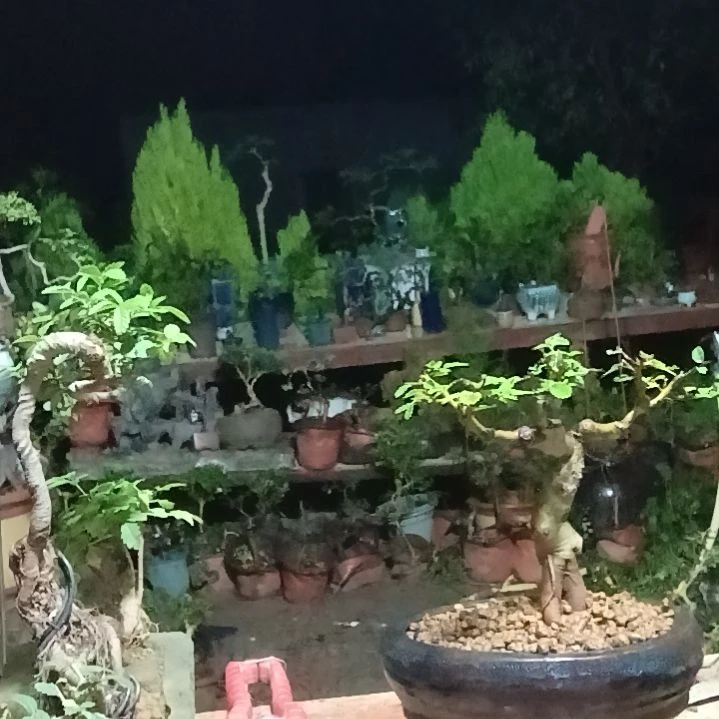完全开放造型老桩茶台榆树