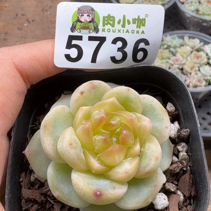 蓝****多肉植物多肉植物