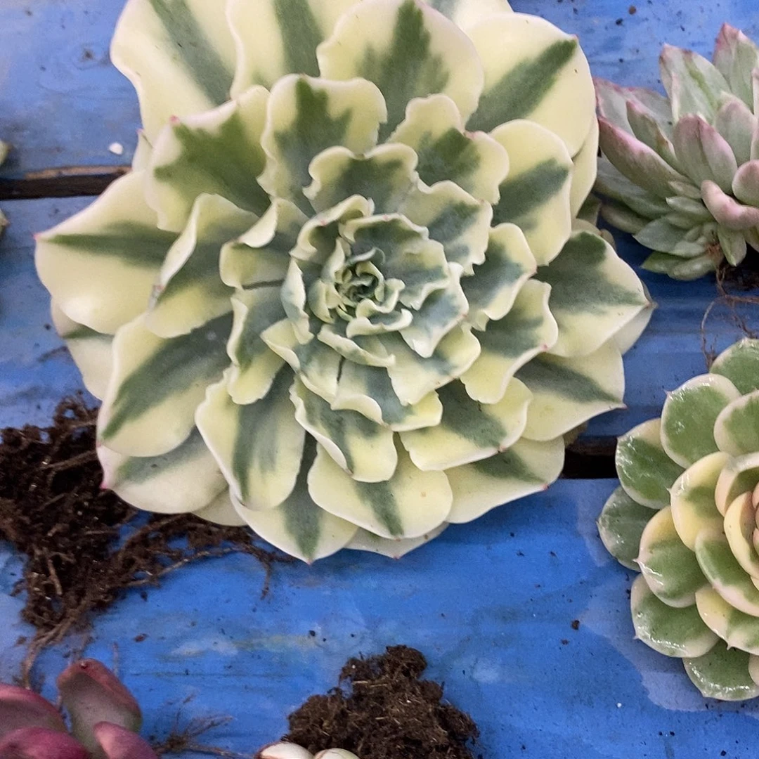 邹***阿海啸覆轮锦炸多肉植物哇啦塞