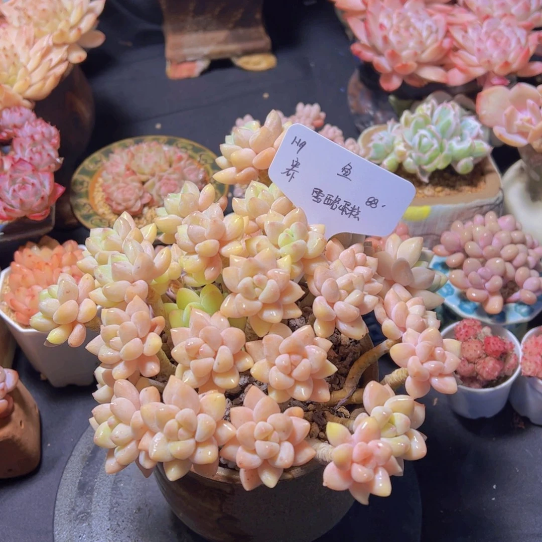 ?雪酪蛋糕，多肉植物，