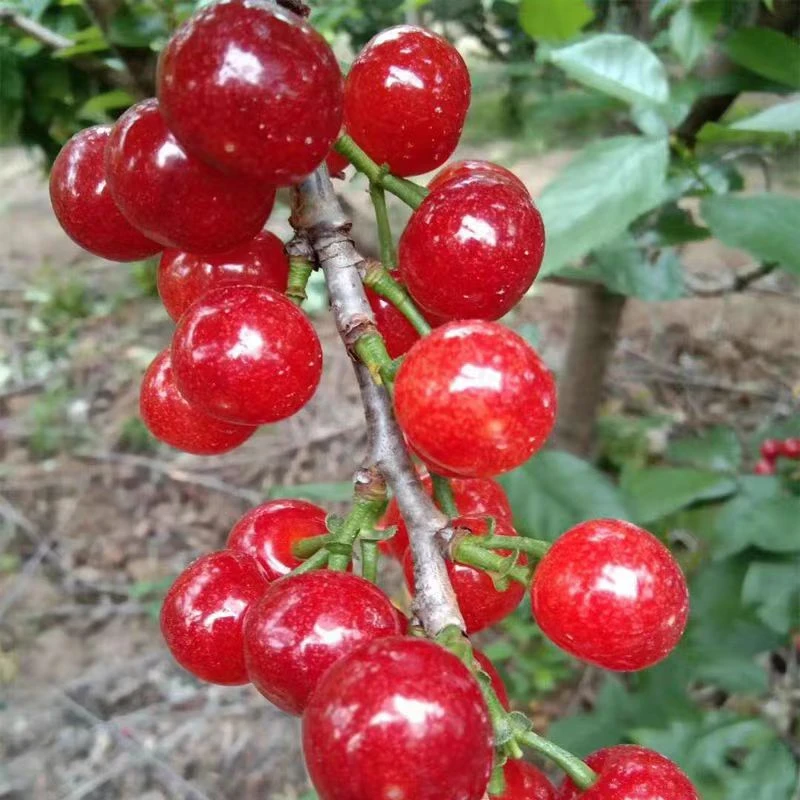 【顺丰空运-冷链保鲜】玛瑙红樱桃红妃纯甜0.5斤-3斤XL 内附果径卡