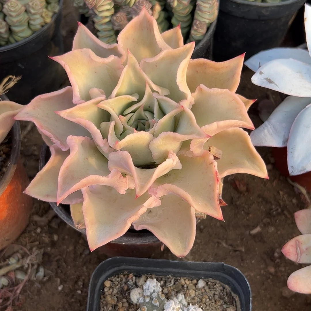 多肉植物多肉植物