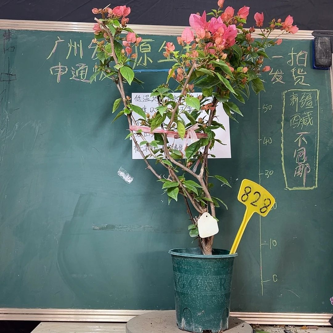 完全开放高75CM 橙粉公主 原生小树头828