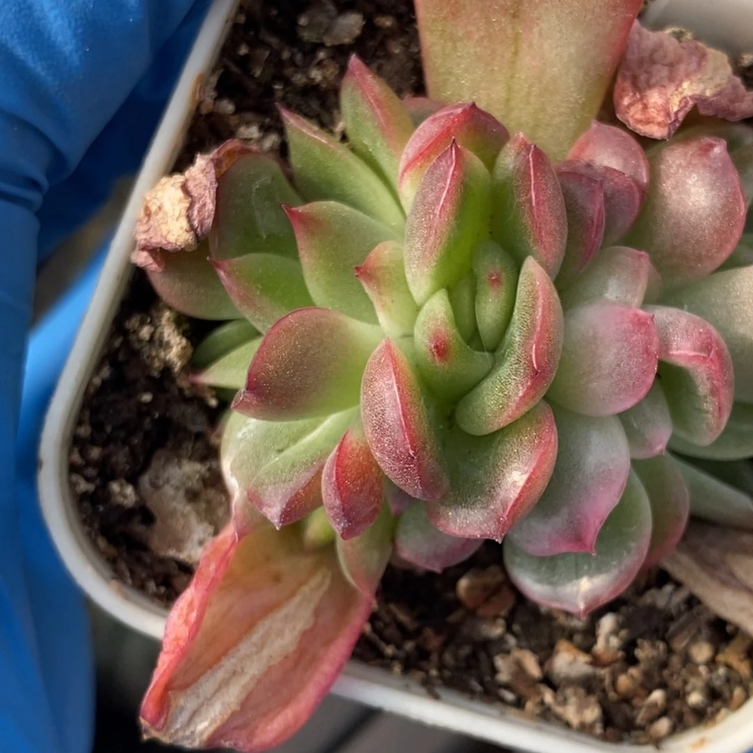 392东篱下多肉植物盆栽