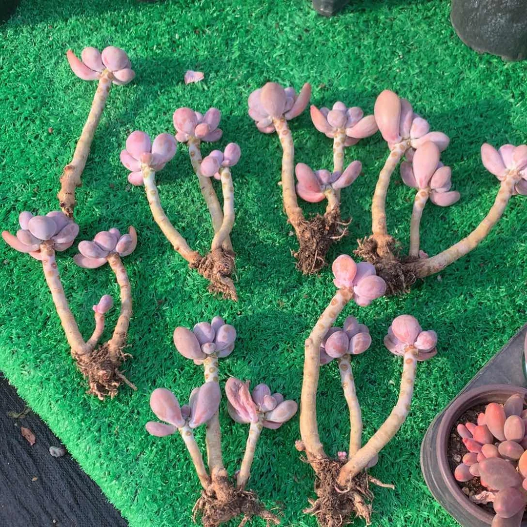 奶酪老桩7颗一物一拍