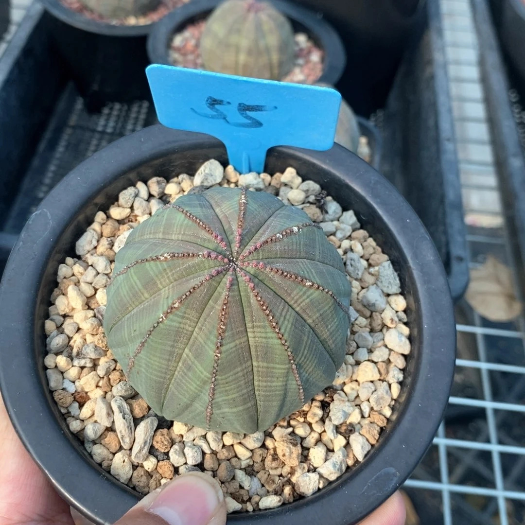 欧系布纹球多肉植物