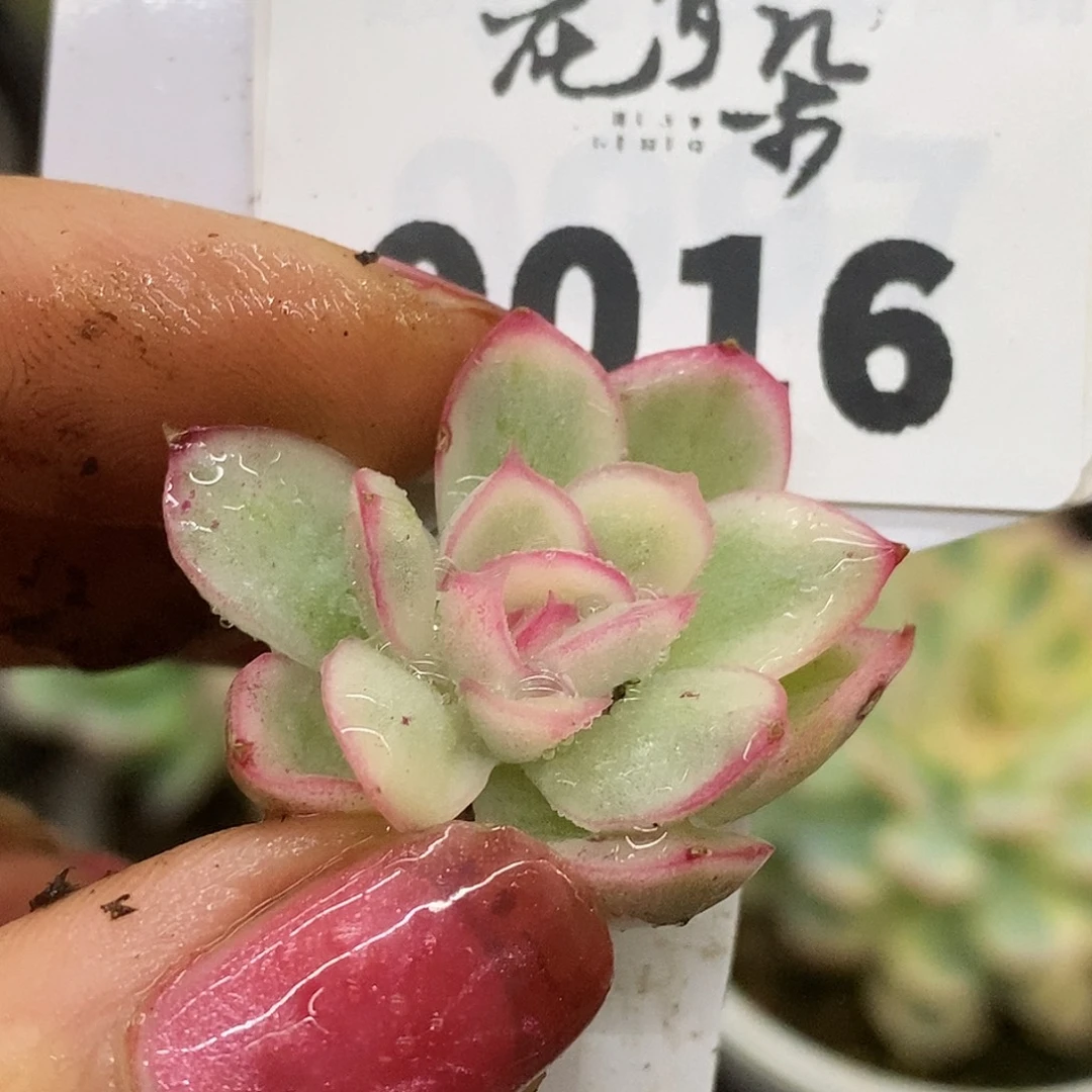 16东云杂哈哈哈哈哈哈哈