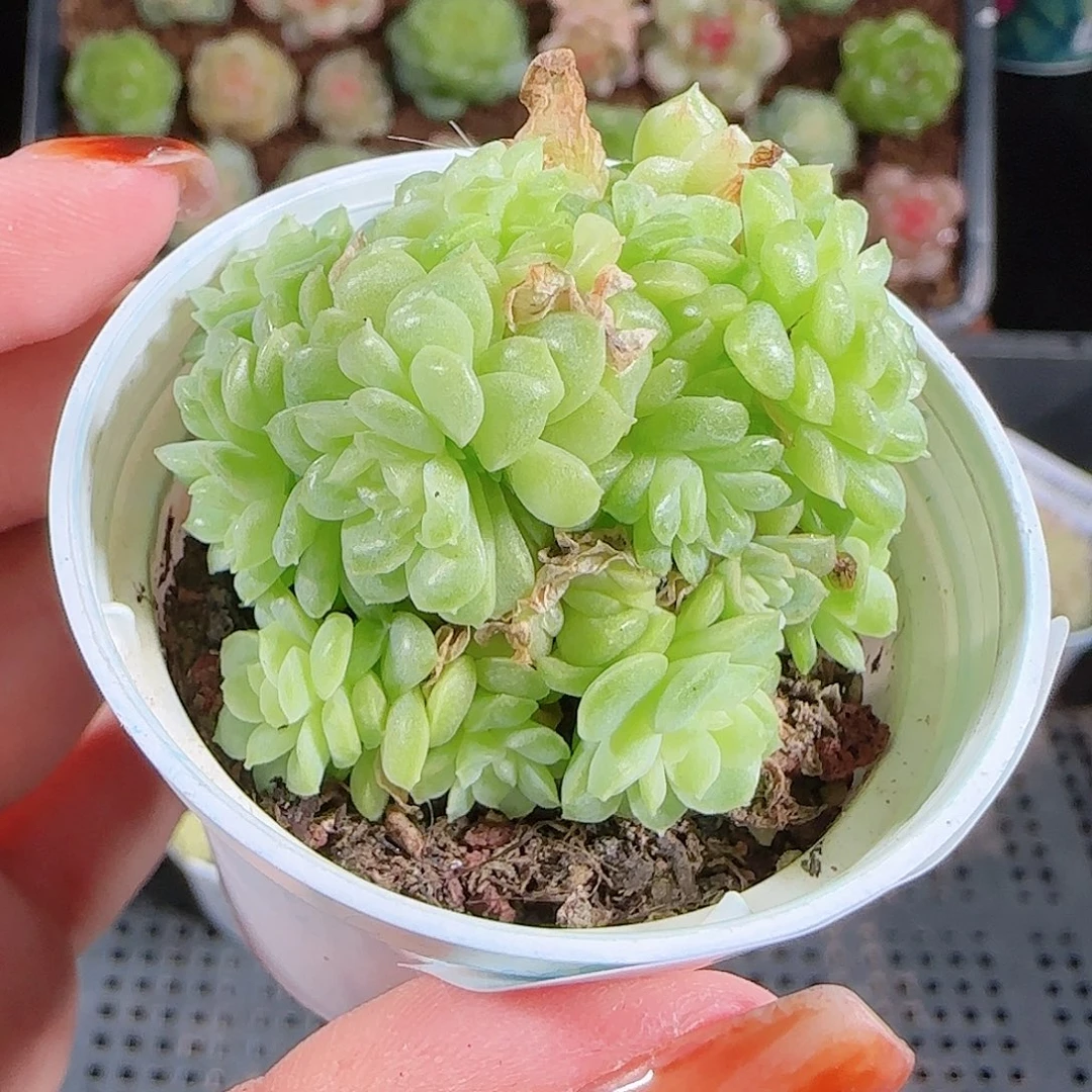 1025--282明月珠一物一拍