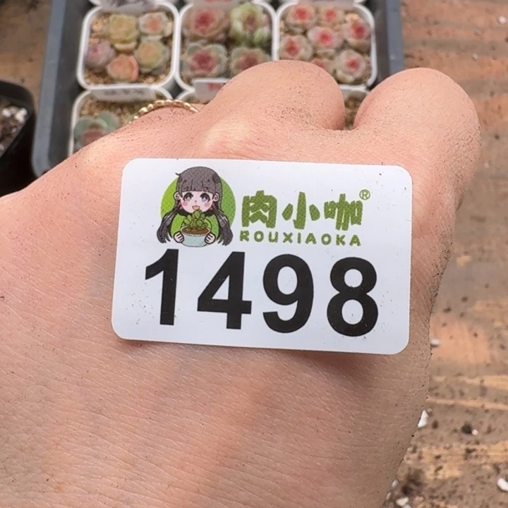 月**凉多肉植物多肉植物