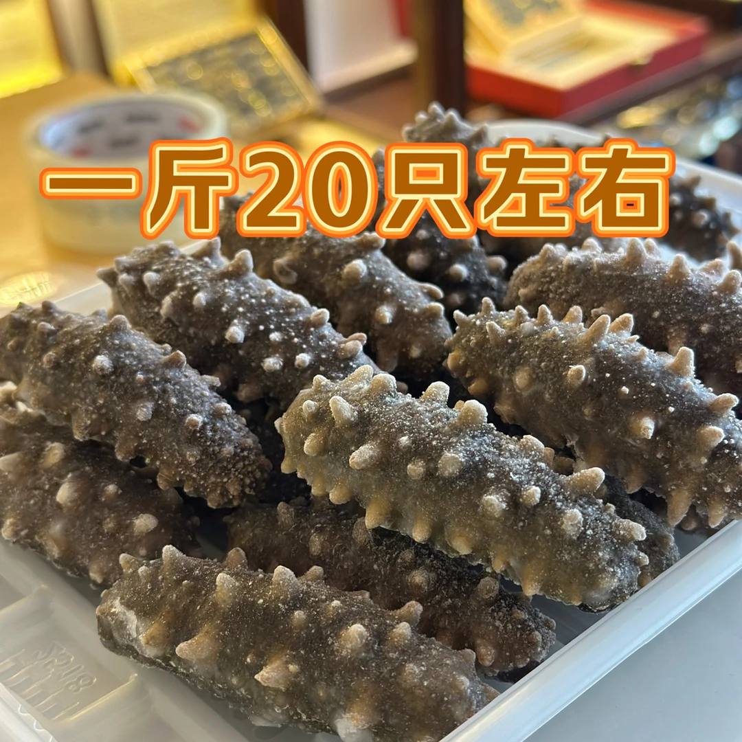 【尝鲜】大连鲜食海参一斤装