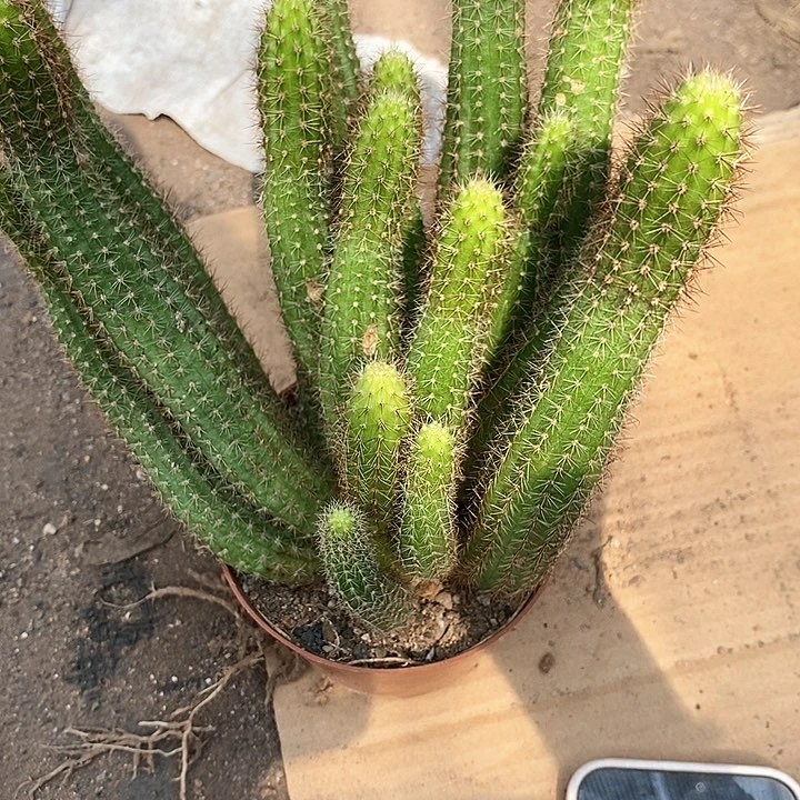 宝石白糖白糖246789