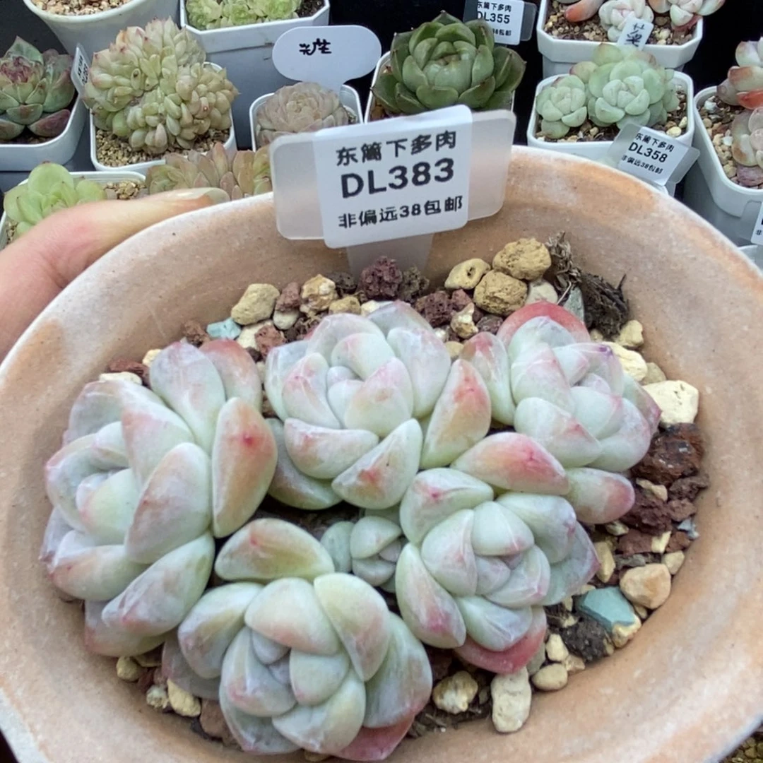 383东篱下多肉植物盆栽