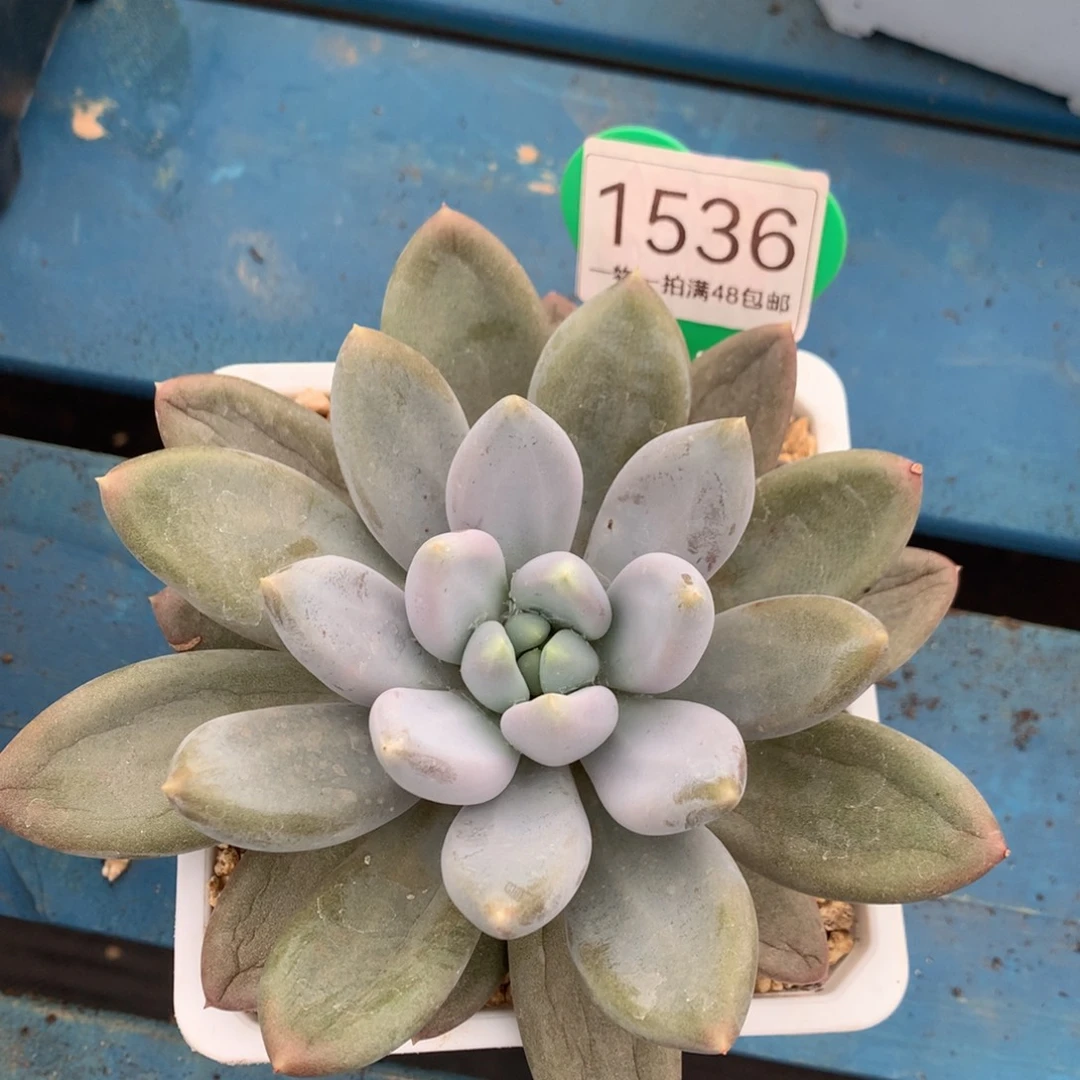 黄体哥特萝莉单头1536