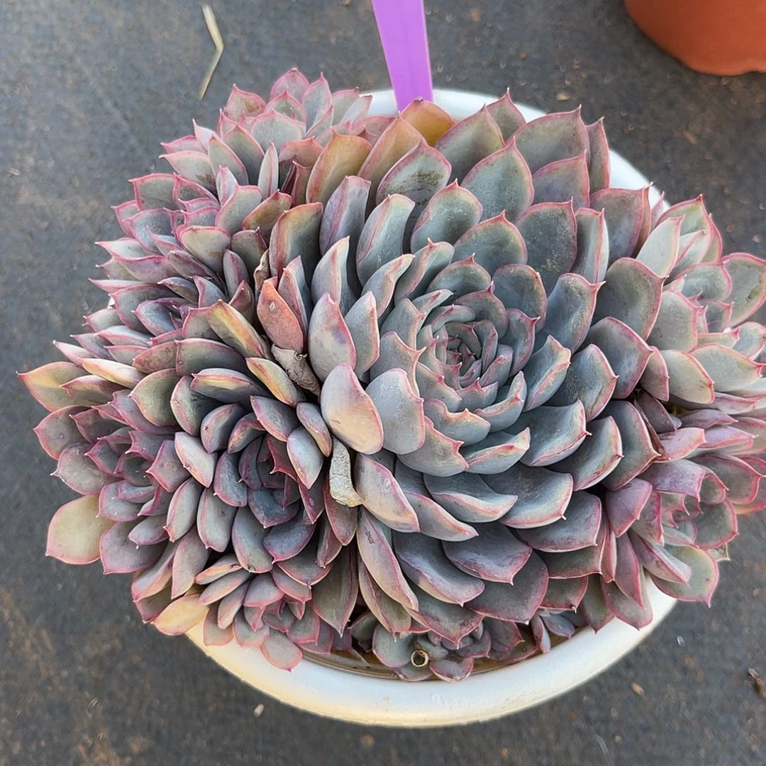 云尘多肉一物一拍 69,