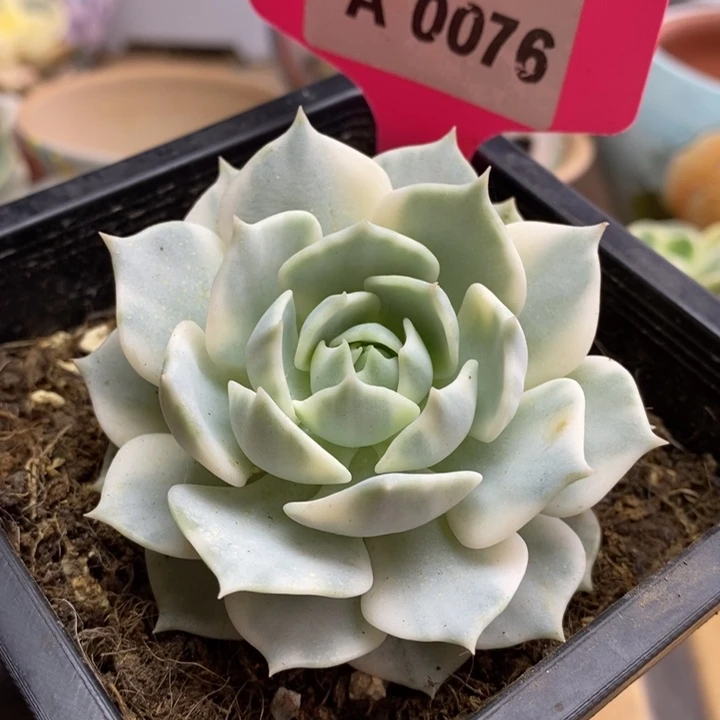 076露娜莲锦锦锦锦锦锦锦锦