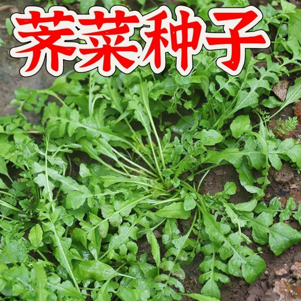 荠荠菜种子农家春播大叶春野菜彩种籽使用盆栽荠菜种子青菜种子