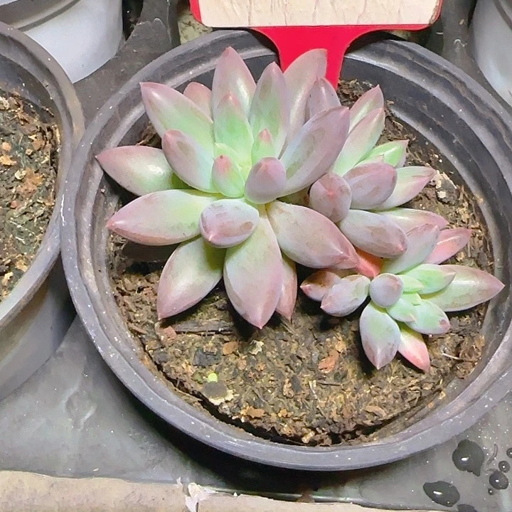 流沙虞538多肉植物