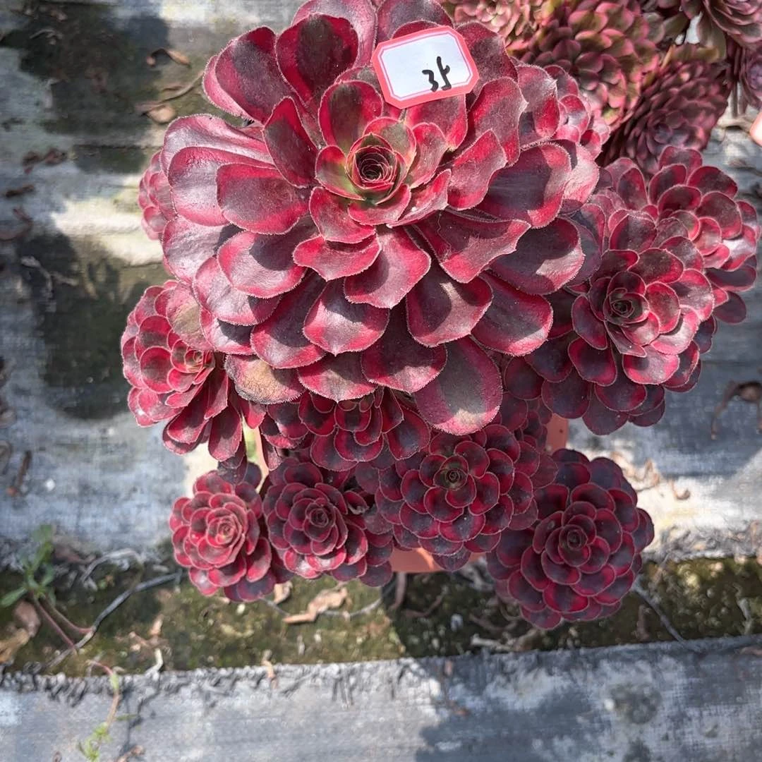 无花朵35丽娜多肉植物