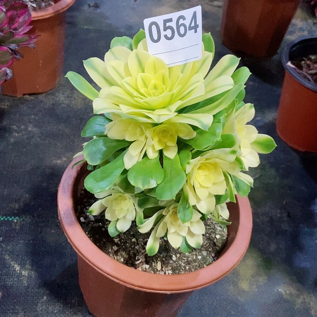 红陶我***云0564辛尼亚4多肉小颗