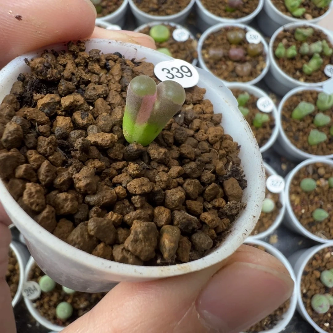 克里普兰磁铁锦一颗脱土3390000