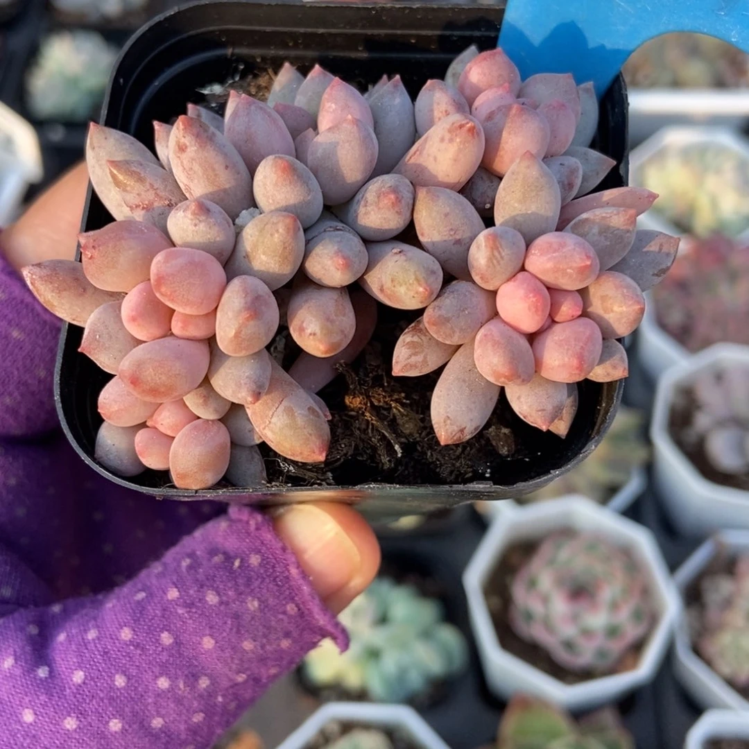 1007星黛露多肉植物多肉