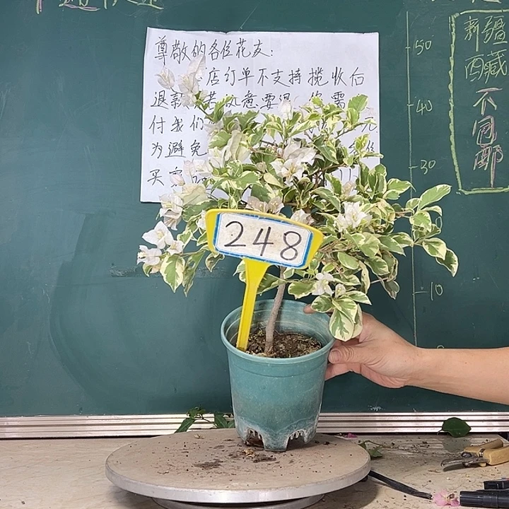当前无花栽培后可以开花 银边白  248