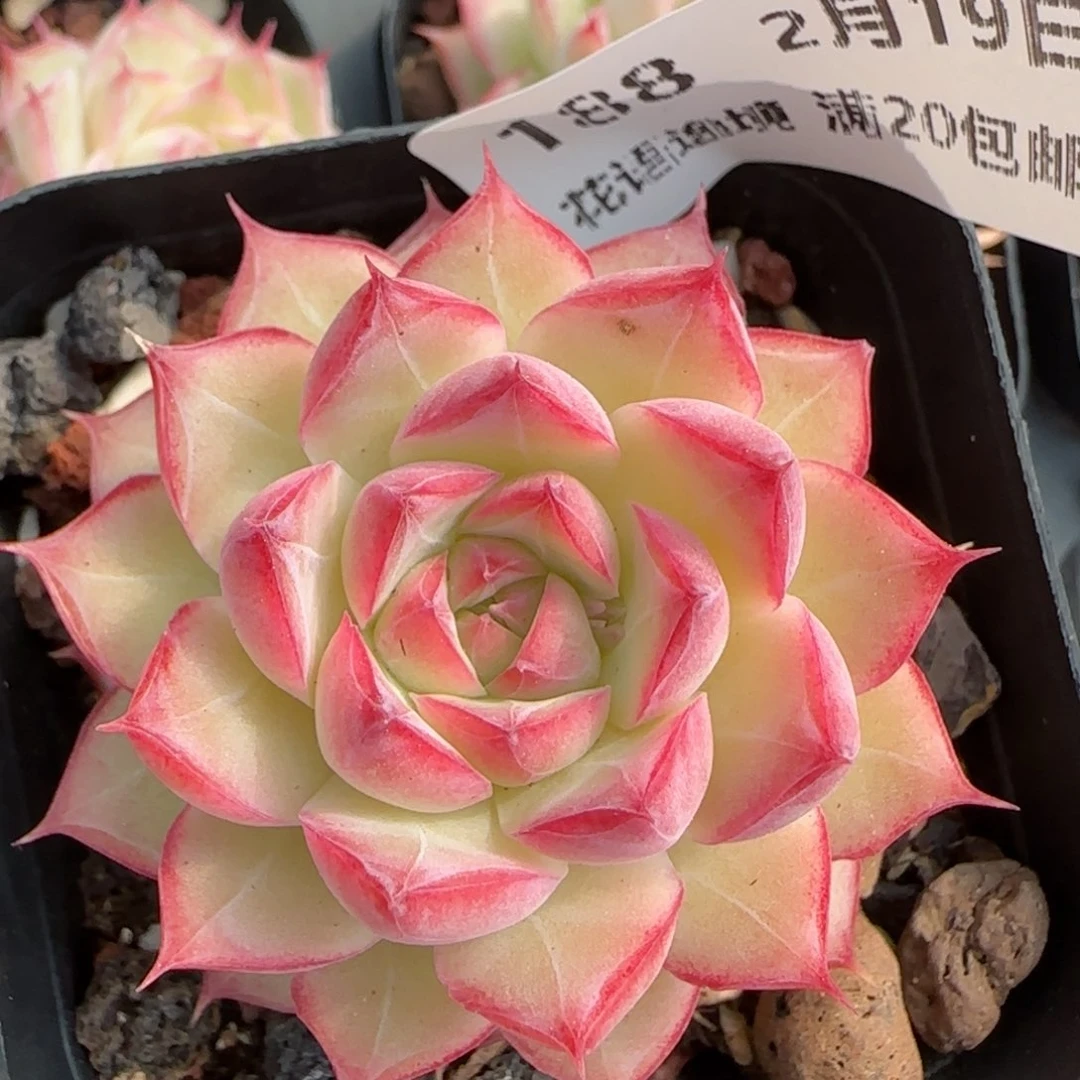 花语逸境0219-188