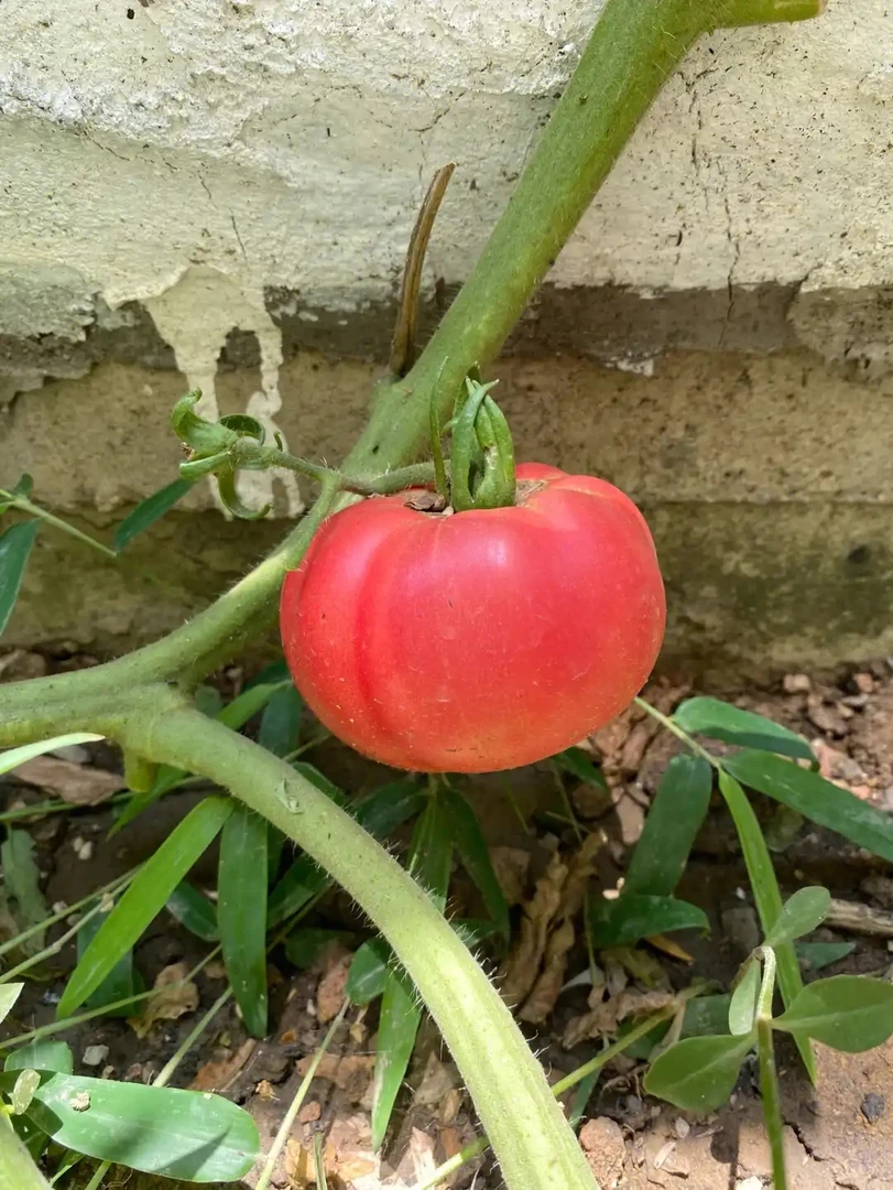 贵州农家自种现摘现发新鲜老品种西红柿