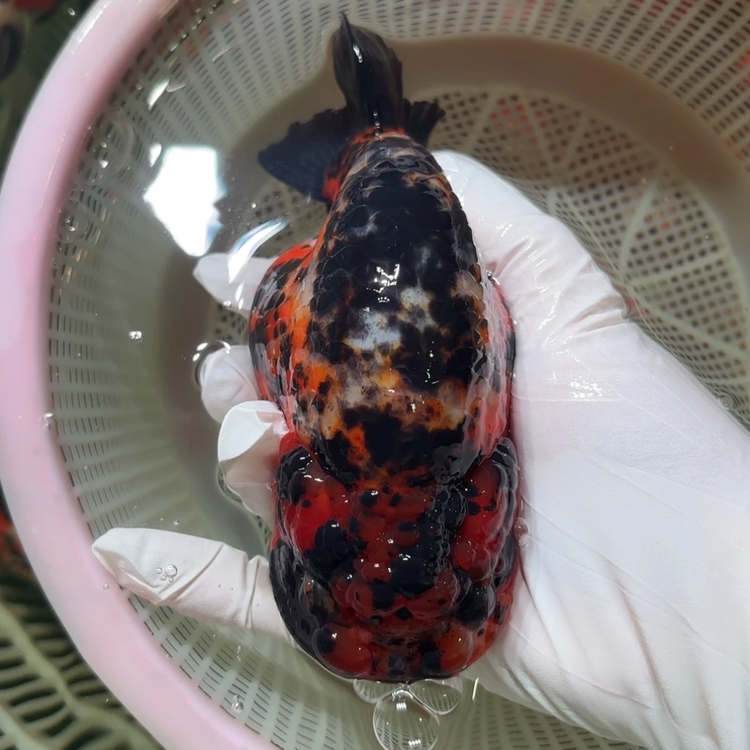 金鱼运费自理不包邮