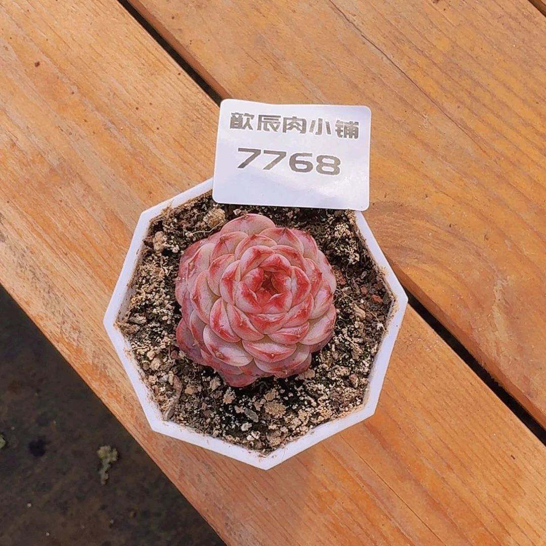 多肉植物天鹅绒单头7768