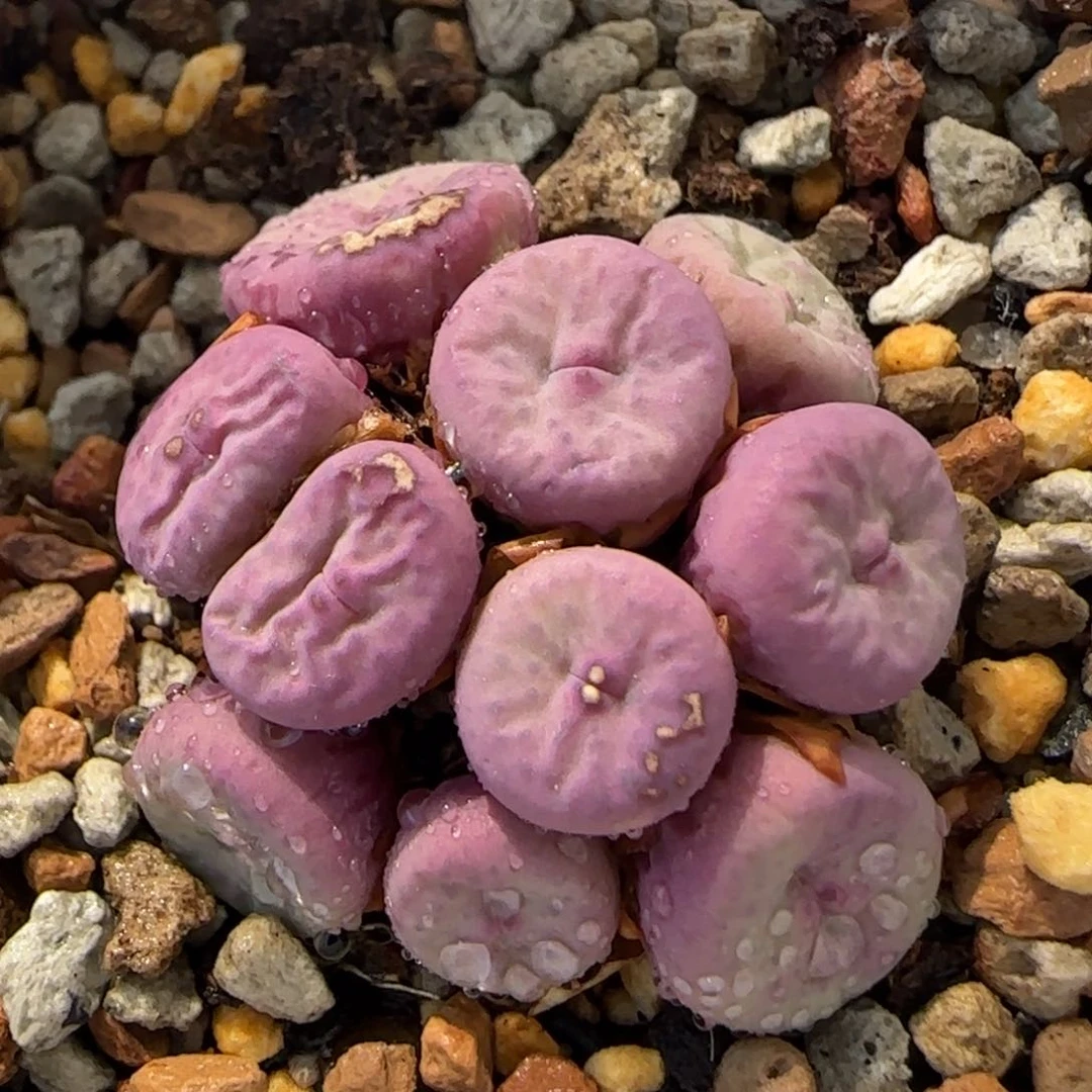 6-3-2-4当天满38包邮11头紫奶油嘟嘟嘴脱土