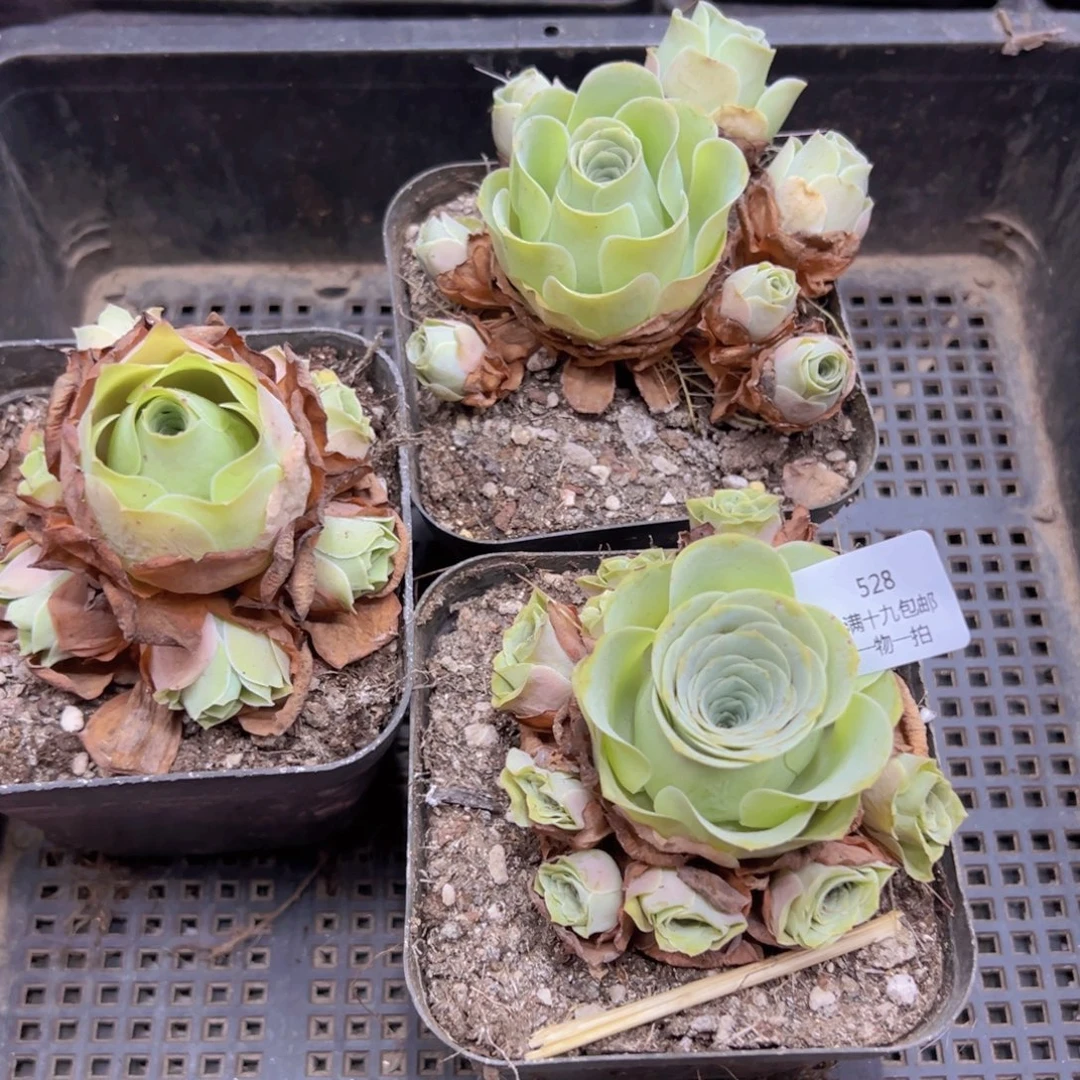 528 侧牙掉了不包损无售后