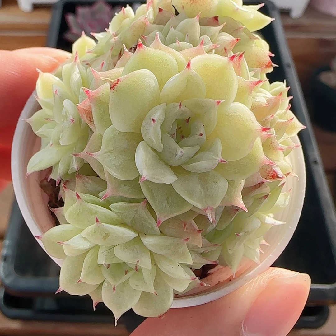 1107----64麦秆群