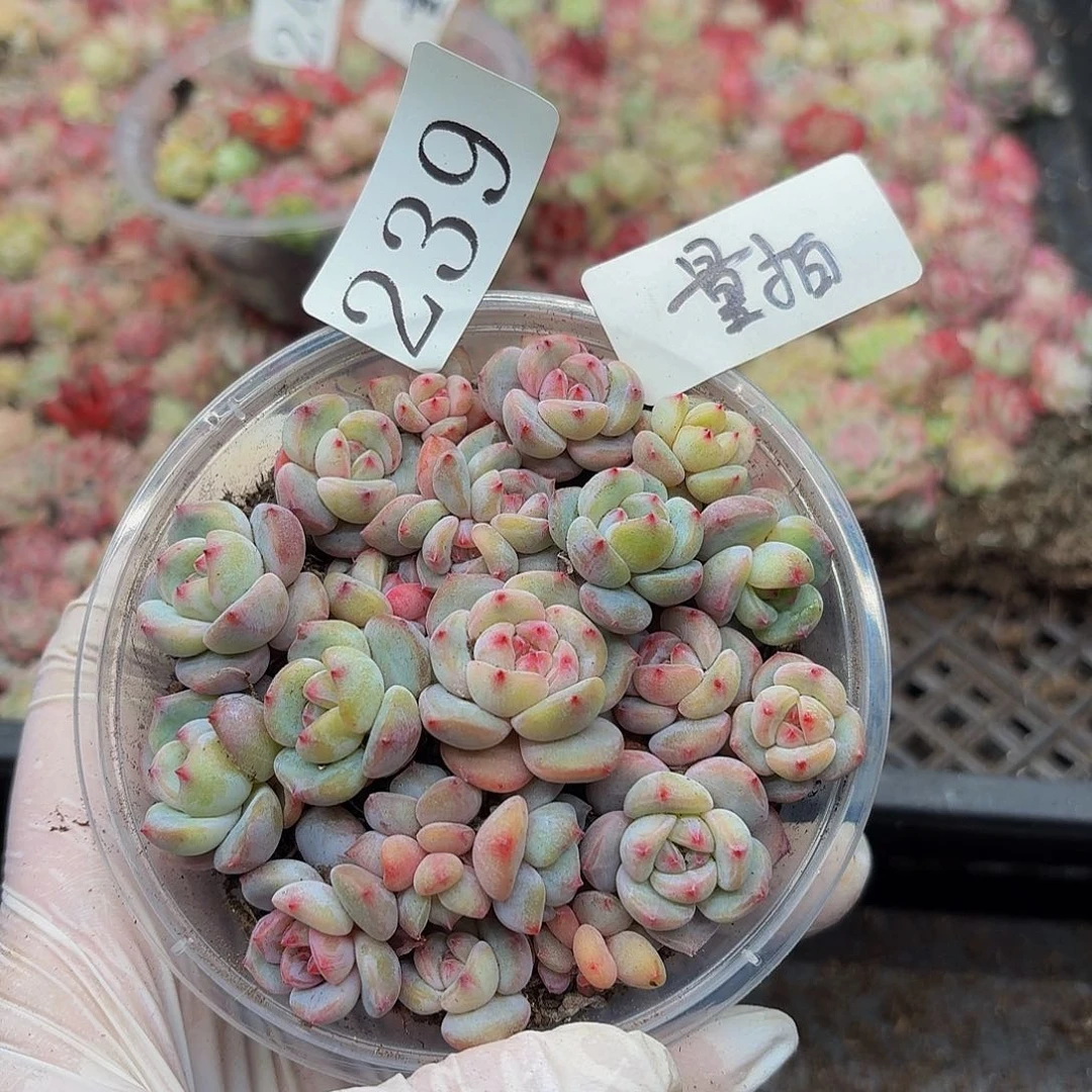 多肉植物多肉植物239量拍