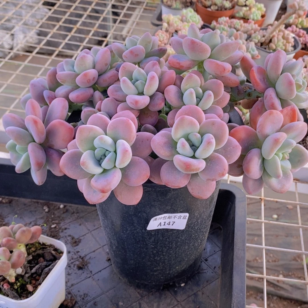 樱花洛神24cm147多肉植物