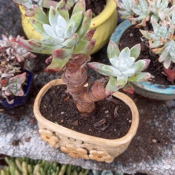 仙女杯系列多肉植物