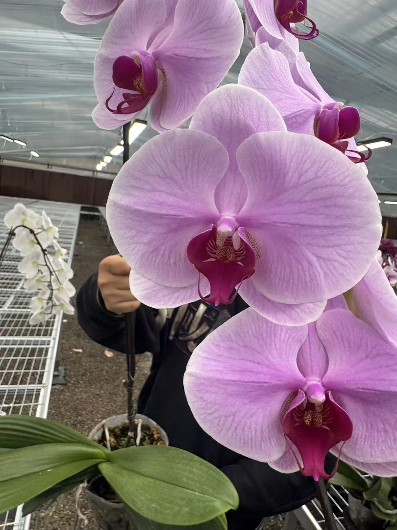 花之恋【粉冠军】蝴蝶兰鲜花