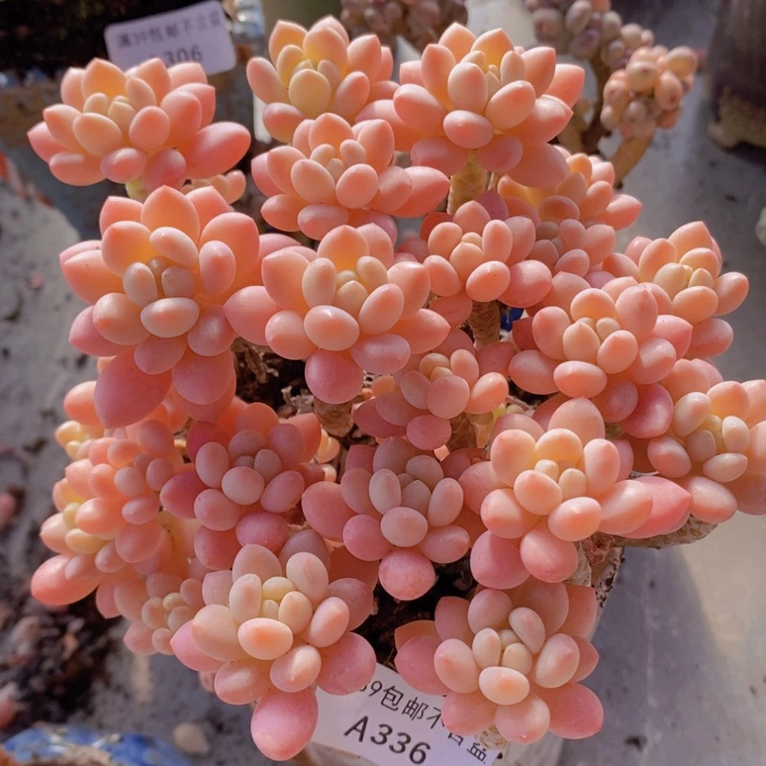 冰淇淋鱼子酱老桩13cm336多肉植物