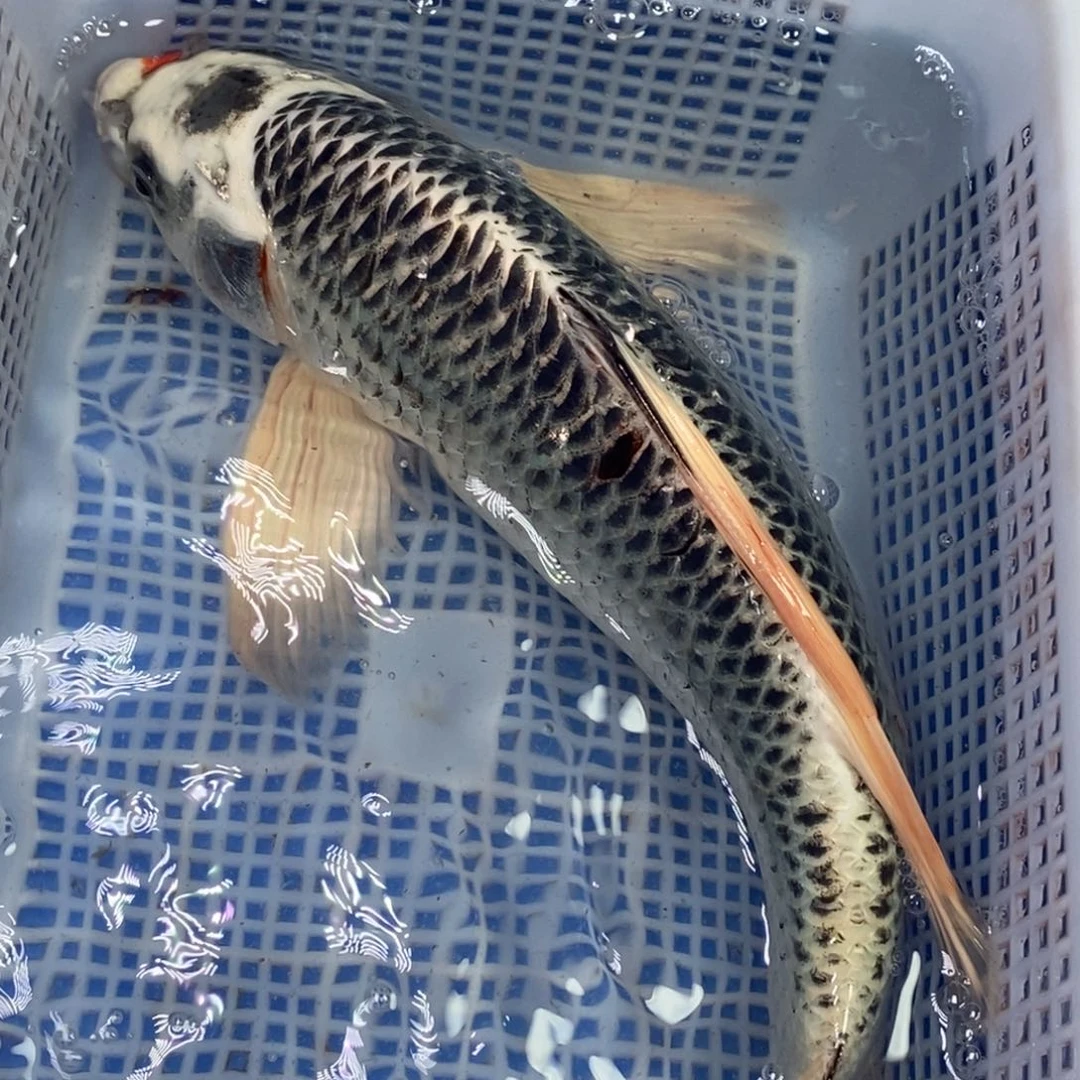 海水鱼冷水锦鲤包邮
