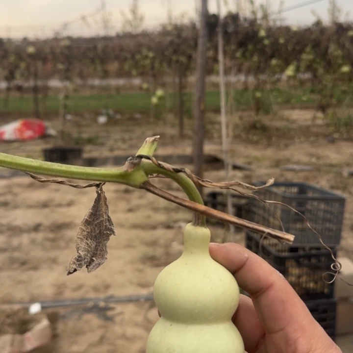 青皮葫芦包熟不包成    定制品不支持退换