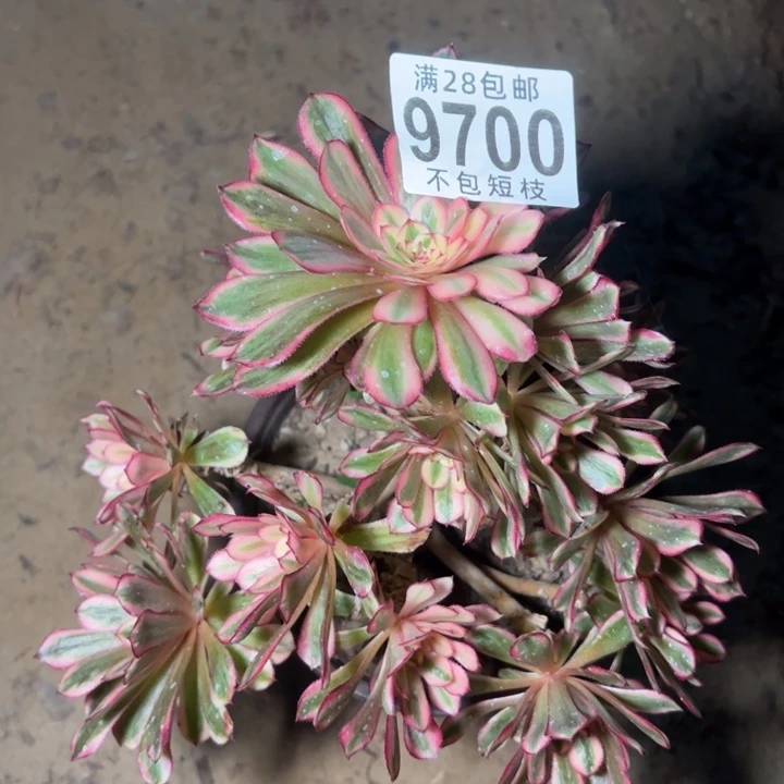 9700多肉植物白月光