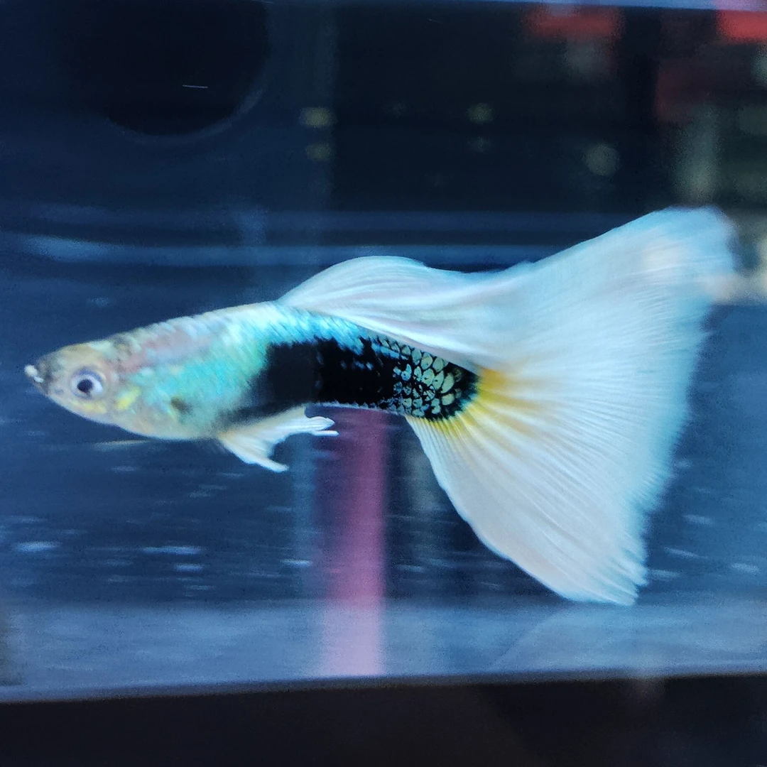 黄礼服孔雀鱼 淡水可养