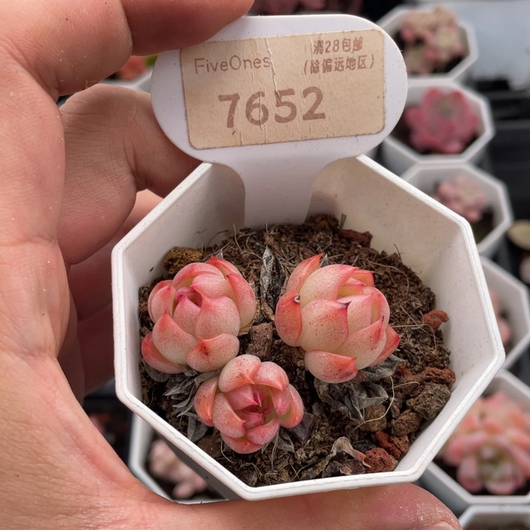 暮云7652-5.0厘米
