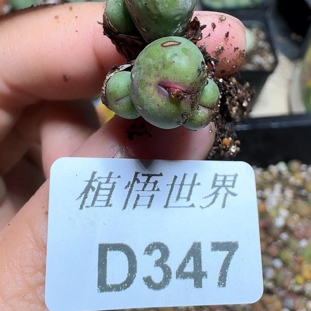 347家多肉植物哇f v