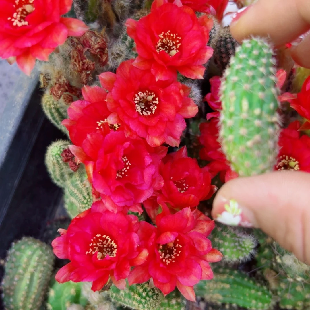下79白檀1 歪无根侧芽3公分左右20包邮