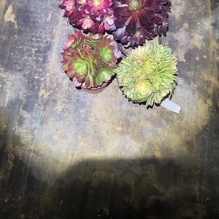 法师一物一拍链接23