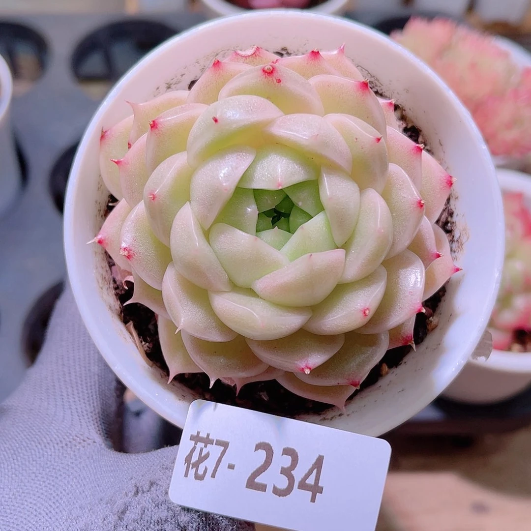 花07-234麦秆单头