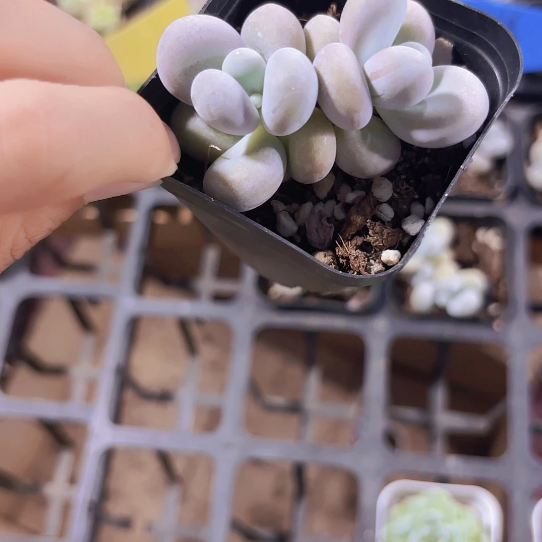 精品奶酪多肉植物