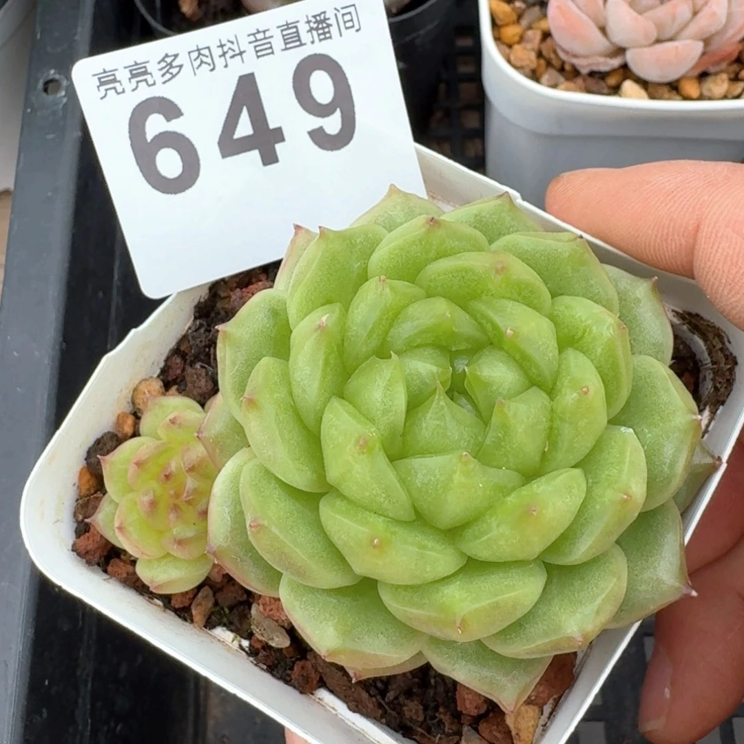 灯泡珍妮群生         多肉植物